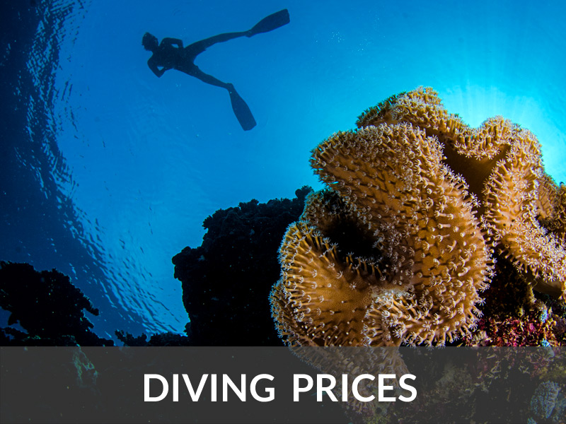 Diving Prices | DIVE LOFT KRK | Croatia