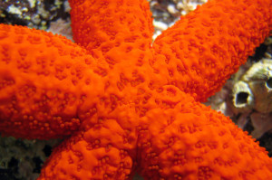 Seestern Tauchen DIVE LOFT KRK